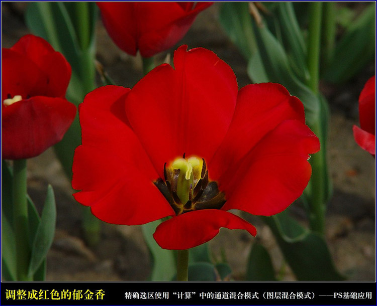 PhotoShop通过计算命令改变花的颜色图文教程3