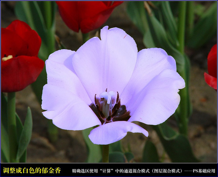 PhotoShop通过计算命令改变花的颜色图文教程2