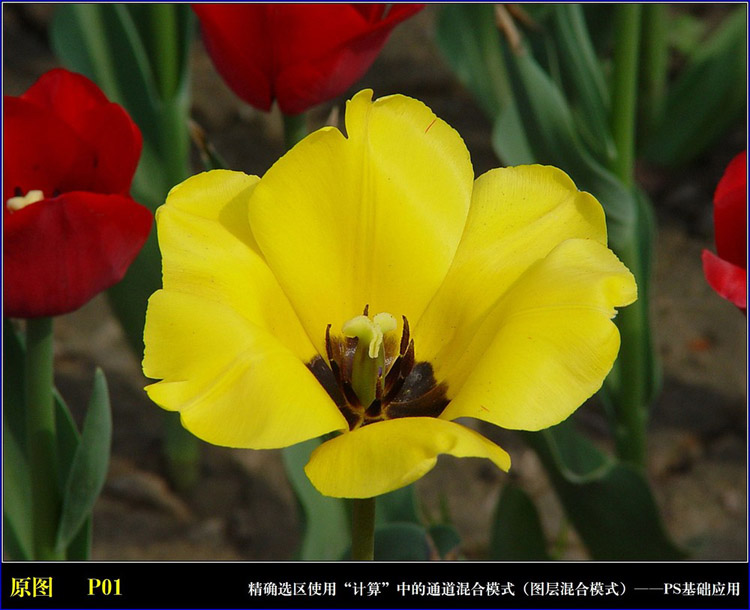 PhotoShop通过计算命令改变花的颜色图文教程1