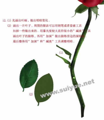 PS鼠绘娇艳玫瑰花13