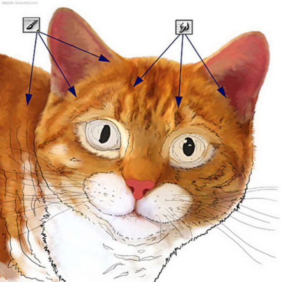 PS绘制逼真的可爱小猫教程4