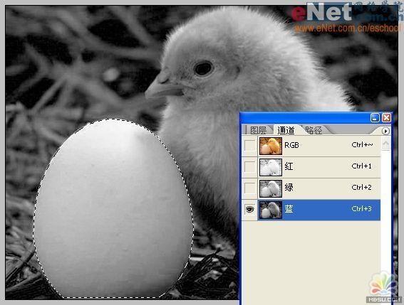 用PS合成“蛋壳里的小鸡3