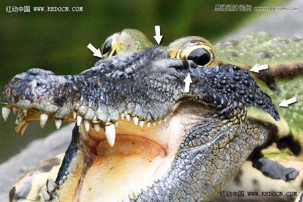 Photoshop创意合成的长着鳄鱼头的青蛙9
