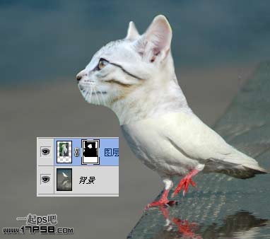 PhotoShop为鸽子换猫头的移花接木教程3