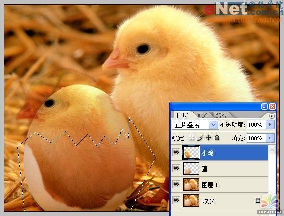 用PS合成“蛋壳里的小鸡7