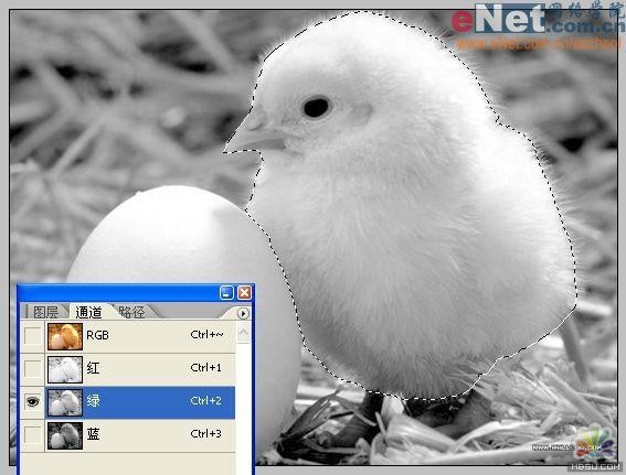 用PS合成“蛋壳里的小鸡5