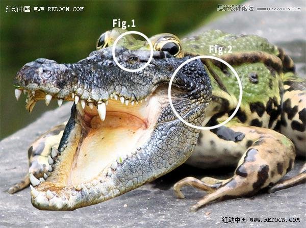 Photoshop创意合成的长着鳄鱼头的青蛙7