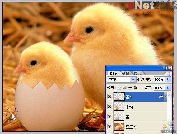用PS合成“蛋壳里的小鸡12