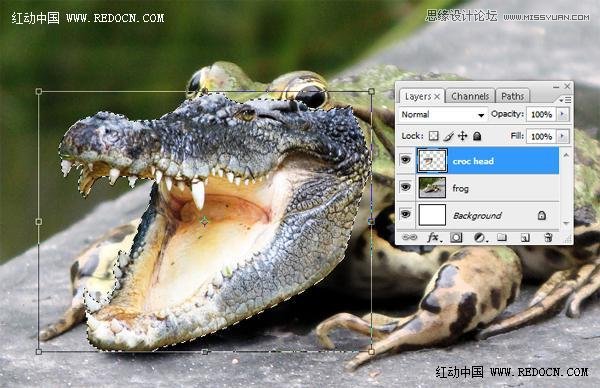 Photoshop创意合成的长着鳄鱼头的青蛙6