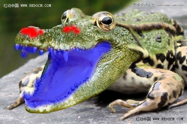 Photoshop创意合成的长着鳄鱼头的青蛙12