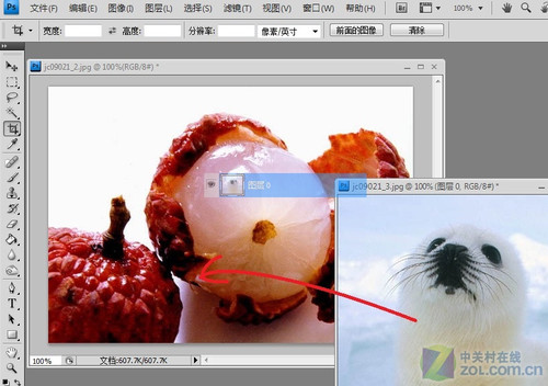 Photoshop合成可爱海豹型荔枝2