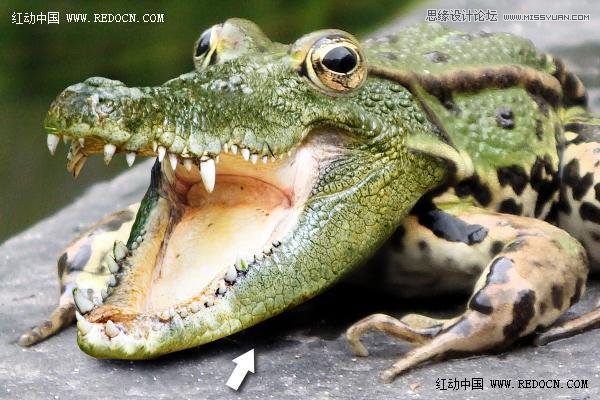 Photoshop创意合成的长着鳄鱼头的青蛙14