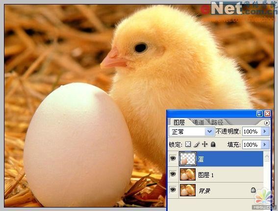 用PS合成“蛋壳里的小鸡4