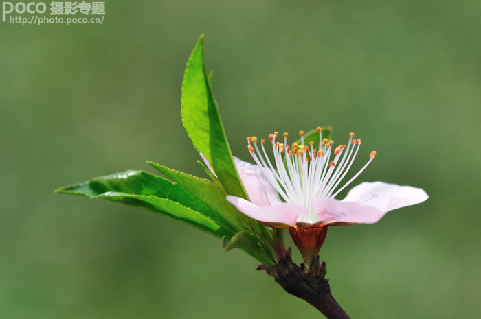 PS简单打造唯美折返镜头植物花朵图片效果教程2