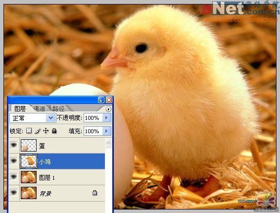 用PS合成“蛋壳里的小鸡6
