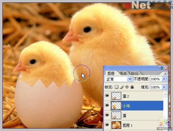 用PS合成“蛋壳里的小鸡9