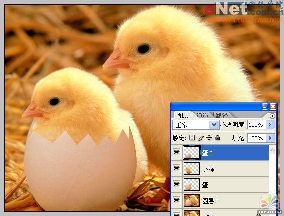 用PS合成“蛋壳里的小鸡8