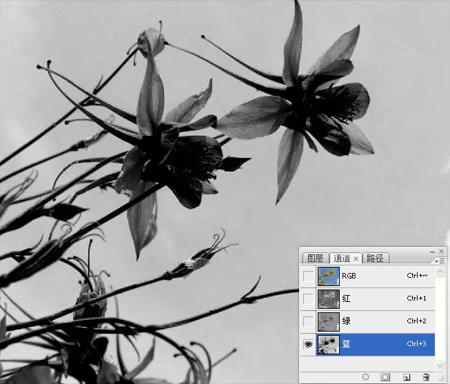 Photoshop巧用颜色通道将花卉从背景分离6
