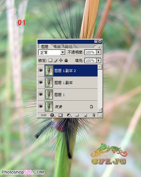 Photoshop抠出植物上的毛虫3