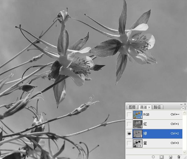 Photoshop巧用颜色通道将花卉从背景分离5