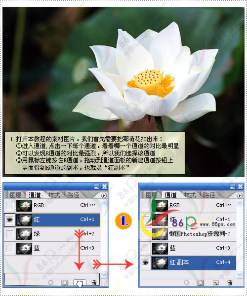 巧用PS滤镜打造梦幻荷花3