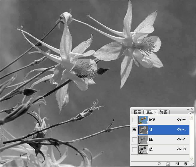Photoshop巧用颜色通道将花卉从背景分离4