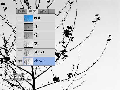 PS抠图教程 通过计算通道抠出复杂的树枝9