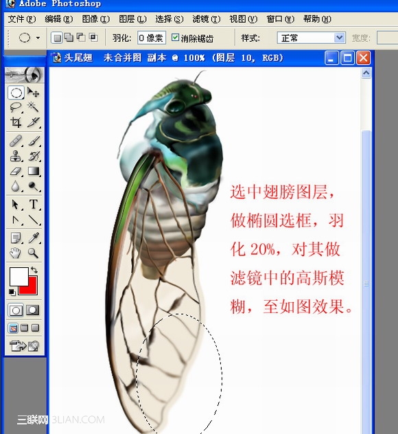 Photoshop绘制一只真实的蝉29