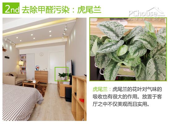 教你巧用植物减轻室内污染4