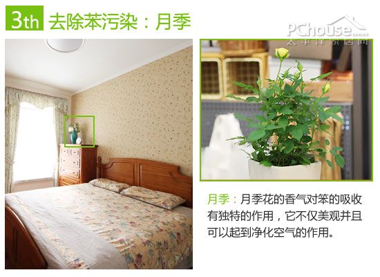 教你巧用植物减轻室内污染5