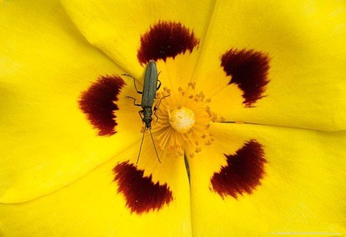 微距拍花和昆虫20个技巧5