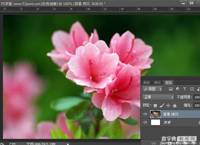 Photoshop打造古典韵味的花卉特写图片3