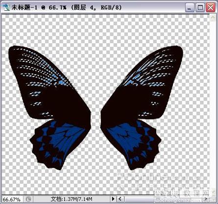 Photoshop绘制漂亮蝴蝶7
