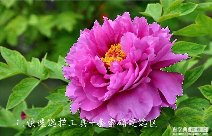 PS合成花瓣飞溅的红色花朵3