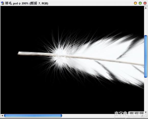 Photoshop绘制逼真的洁白羽毛15