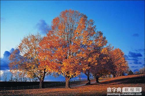 抠图技巧: 用PS通道给繁密的树枝抠背景2