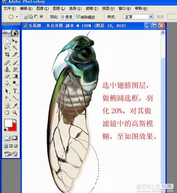 Photoshop手绘一只蝉28