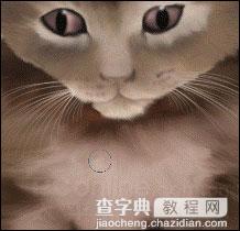 Photoshop鼠绘教程：可爱的小猫24