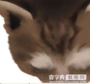 Photoshop鼠绘教程：可爱的小猫9