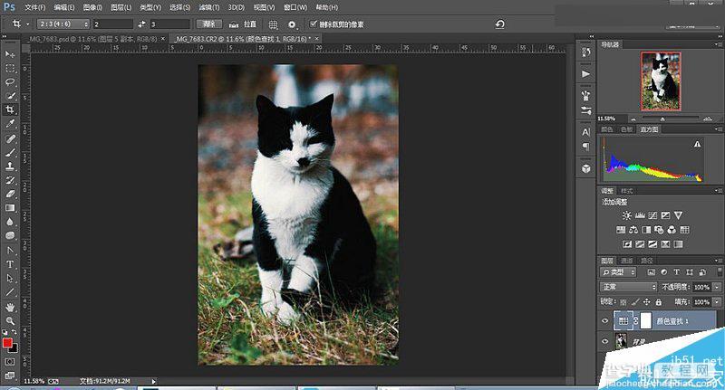 Photoshop 3DLUT调出色彩通透清晰的猫咪图片10