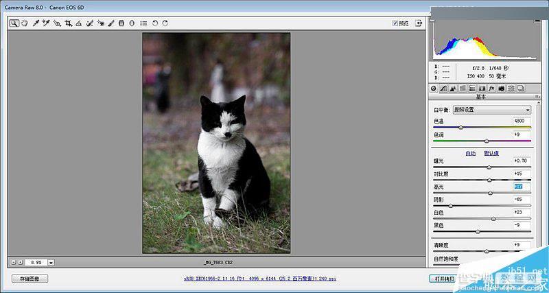 Photoshop 3DLUT调出色彩通透清晰的猫咪图片4