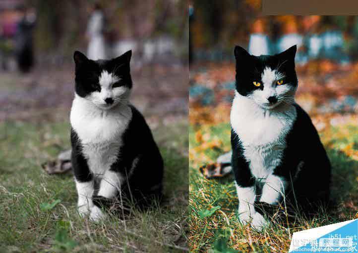 Photoshop 3DLUT调出色彩通透清晰的猫咪图片1