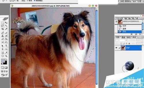 PS抠出图片中的狗狗3