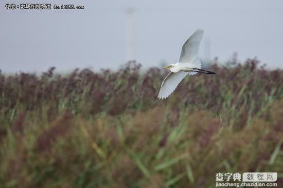 腾龙新150-600镜头17