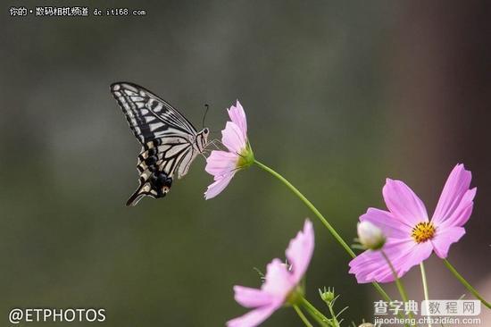 腾龙新150-600镜头18