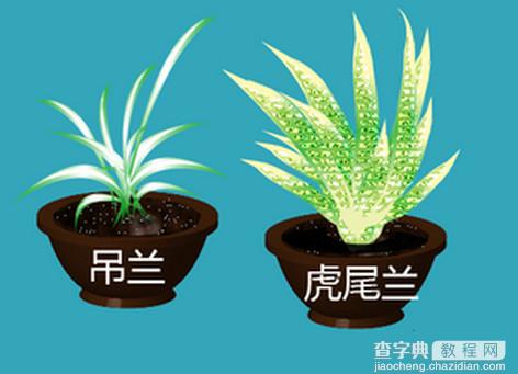 净化室内空气的植物有哪些？1