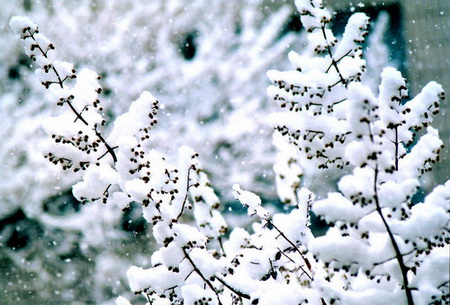 怎么拍摄漂亮的雪景1