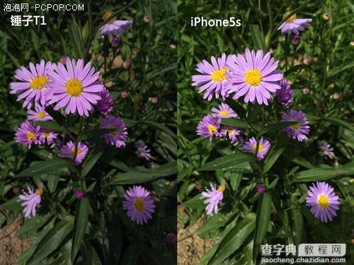 锤子手机和iphone5s哪款拍照效果好 锤子T1与iPhone5s拍照对比样张图解9