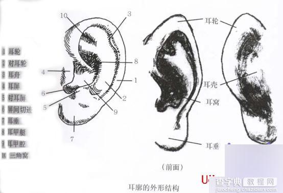 Maya人体造型解剖学基础8