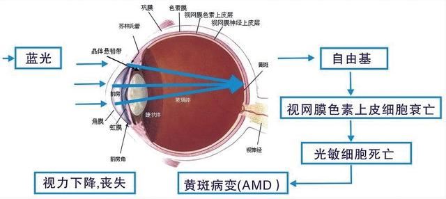 护眼显示器有用吗 护眼显示器效果介绍6